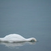Loch Ness Swan in Switzerland by francoise