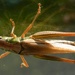Grasshopper by fishers