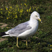 Seagull by gardencat