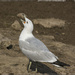Seagull 2  by gardencat