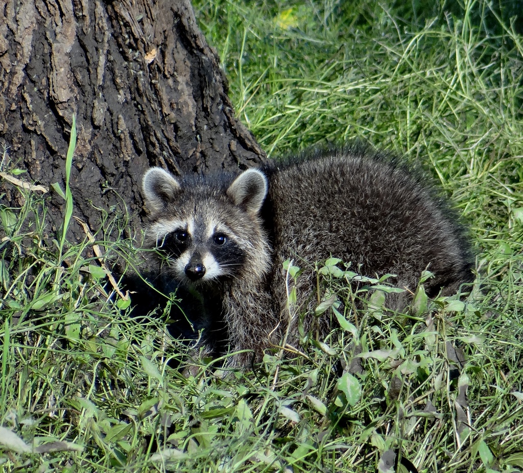 Raccoon by annepann