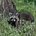 Raccoon by annepann