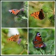 25th Jul 2014 - Butterflies galore