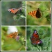 Butterflies galore by rosiekind