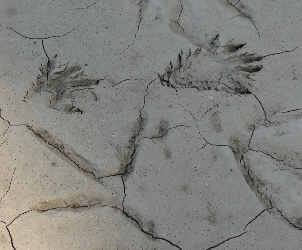 Animal tracks in the mud by annepann