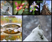 25th Jul 2014 - The four seasons of my photos....