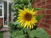 25th Jul 2014 - First Sunflower
