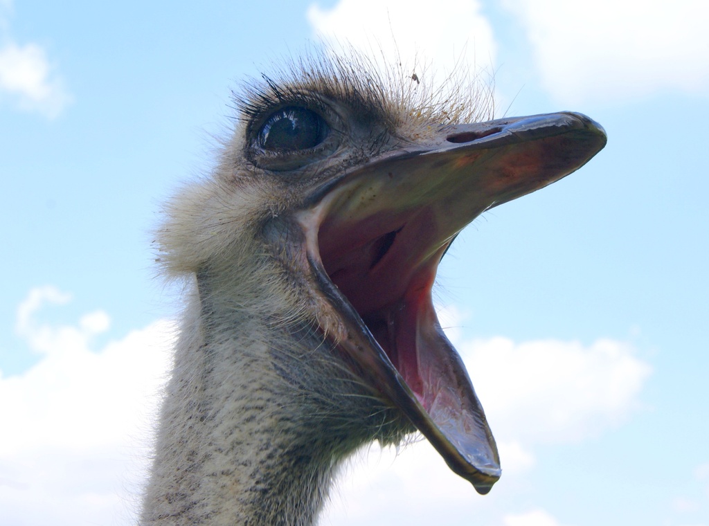 Emus laugh at anything! by filsie65