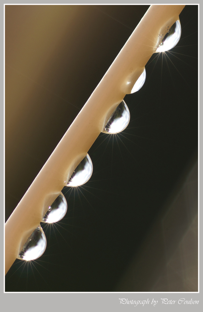 Water Droplets by pcoulson