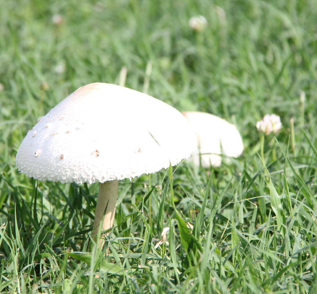 two toadstools in the grass by randystreat