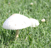 25th Jul 2014 - two toadstools in the grass