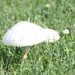 two toadstools in the grass by randystreat