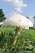 25th Jul 2014 - Another view of a toadstool