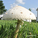 Another view of a toadstool by randystreat