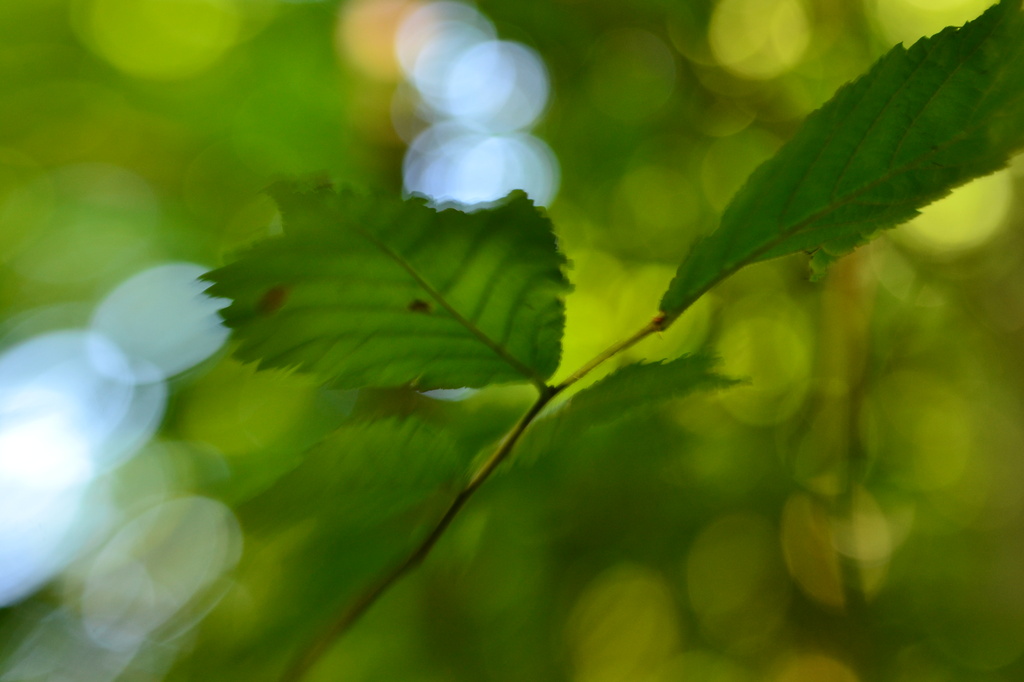 Lensbaby - leaves by ziggy77