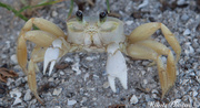 25th Jul 2014 - Sand Crab