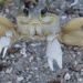 Sand Crab by stcyr1up