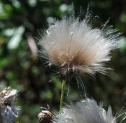 25th Jul 2014 - Fuzzy weed