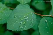 24th Jul 2014 - After the rain
