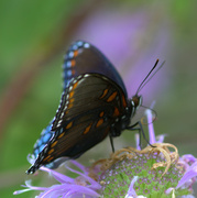 24th Jul 2014 - prairie butterfly
