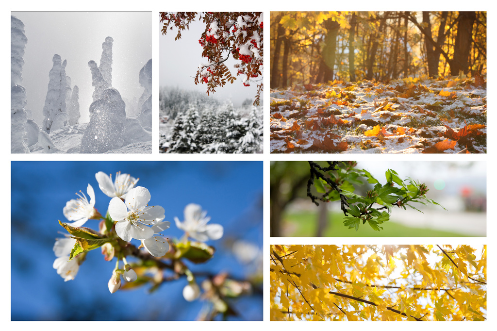 6 photo collage - seasons by kiwichick