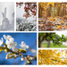 6 photo collage - seasons by kiwichick