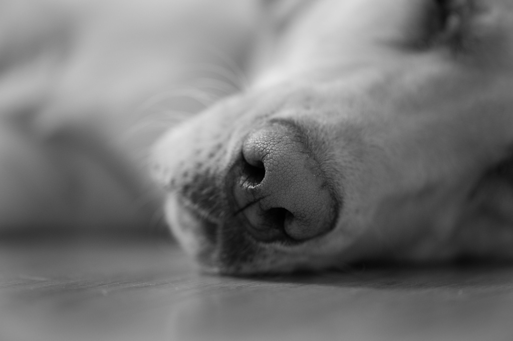 Dog nose  by epcello