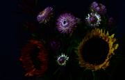25th Jul 2014 - sunflowers and chrysanthemums 
