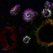 sunflowers and chrysanthemums  by summerfield