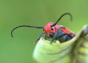 25th Jul 2014 - red milkweed beetle