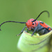 red milkweed beetle by vankrey