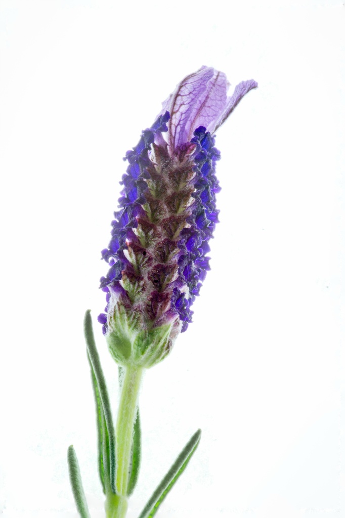 My first lavender flower by bella_ss