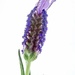 My first lavender flower by bella_ss