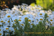 26th Jul 2014 - Earth Laughs In Flowers