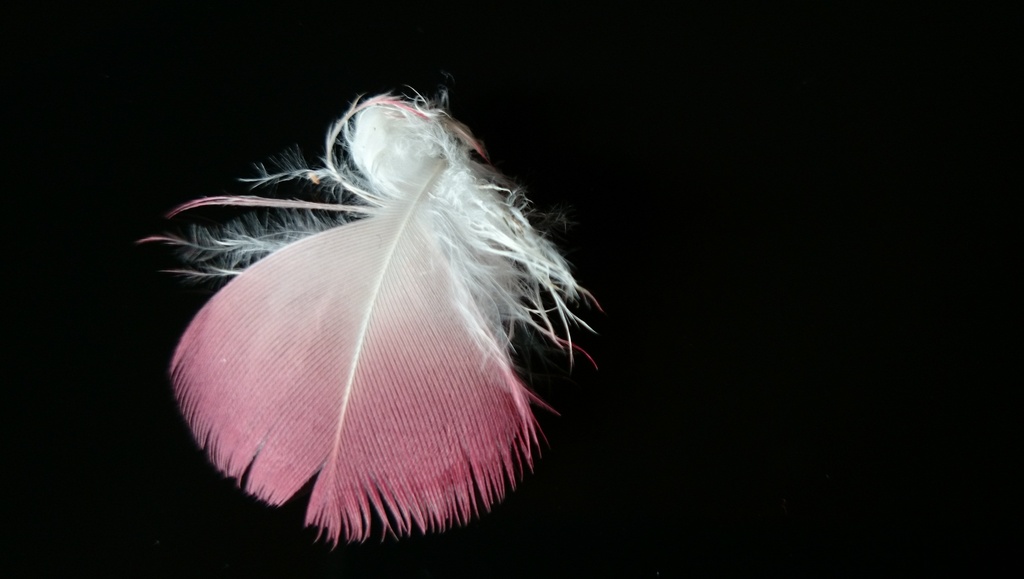 Feather of the Galah by dianeburns