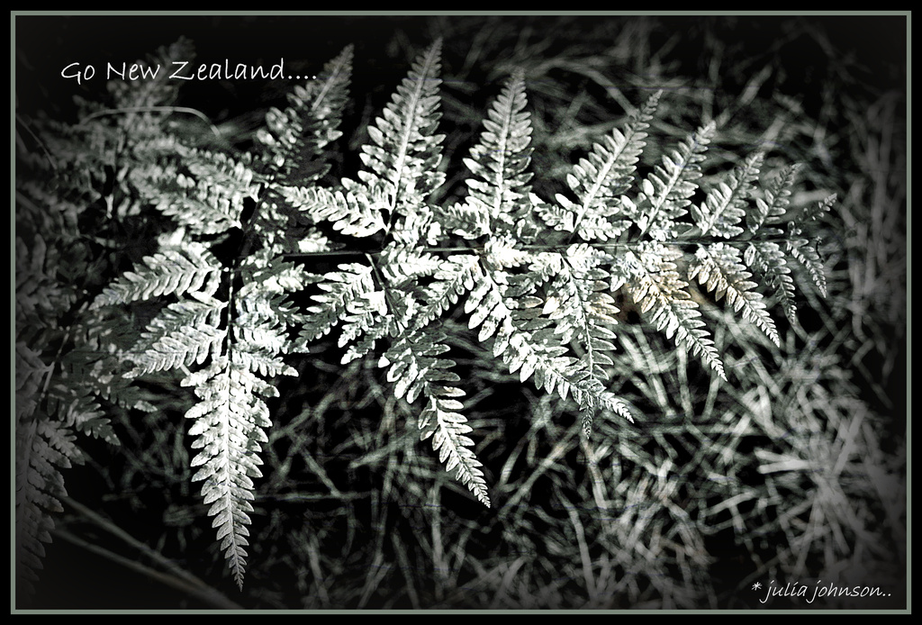 Silver fern by julzmaioro