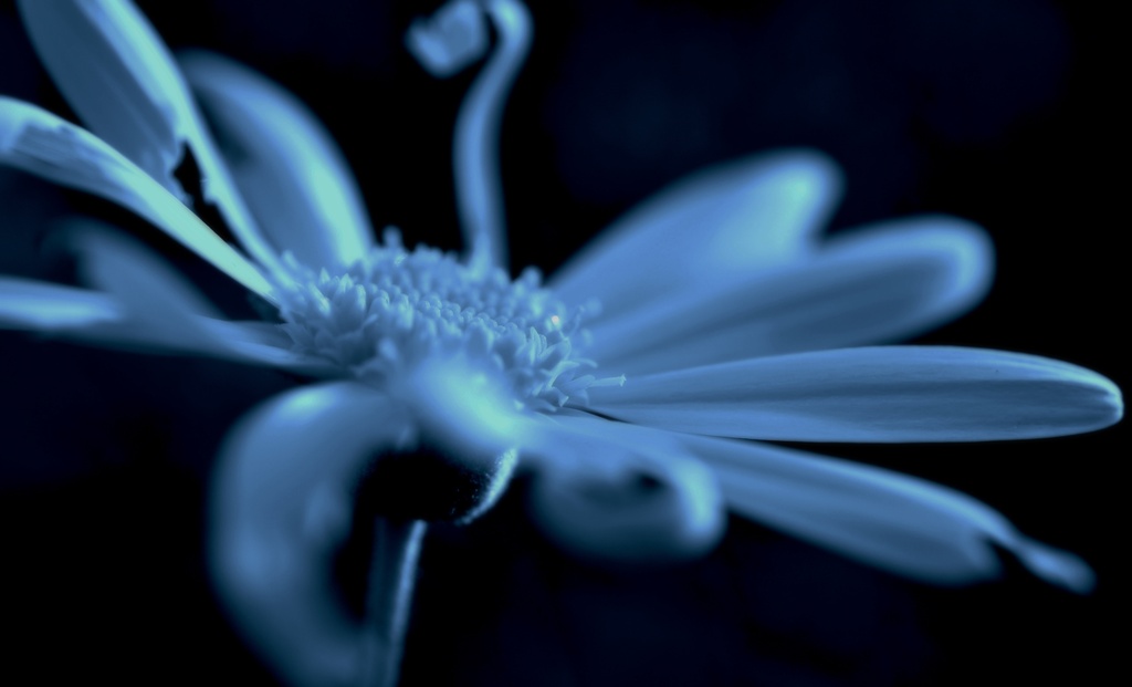 Sombre flower by dianeburns