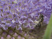24th Jul 2014 - Pollen Collector 