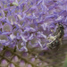 Pollen Collector  by gardencat