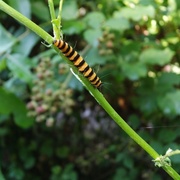 26th Jul 2014 - Caterpillar