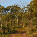 Just Australian bush by gosia