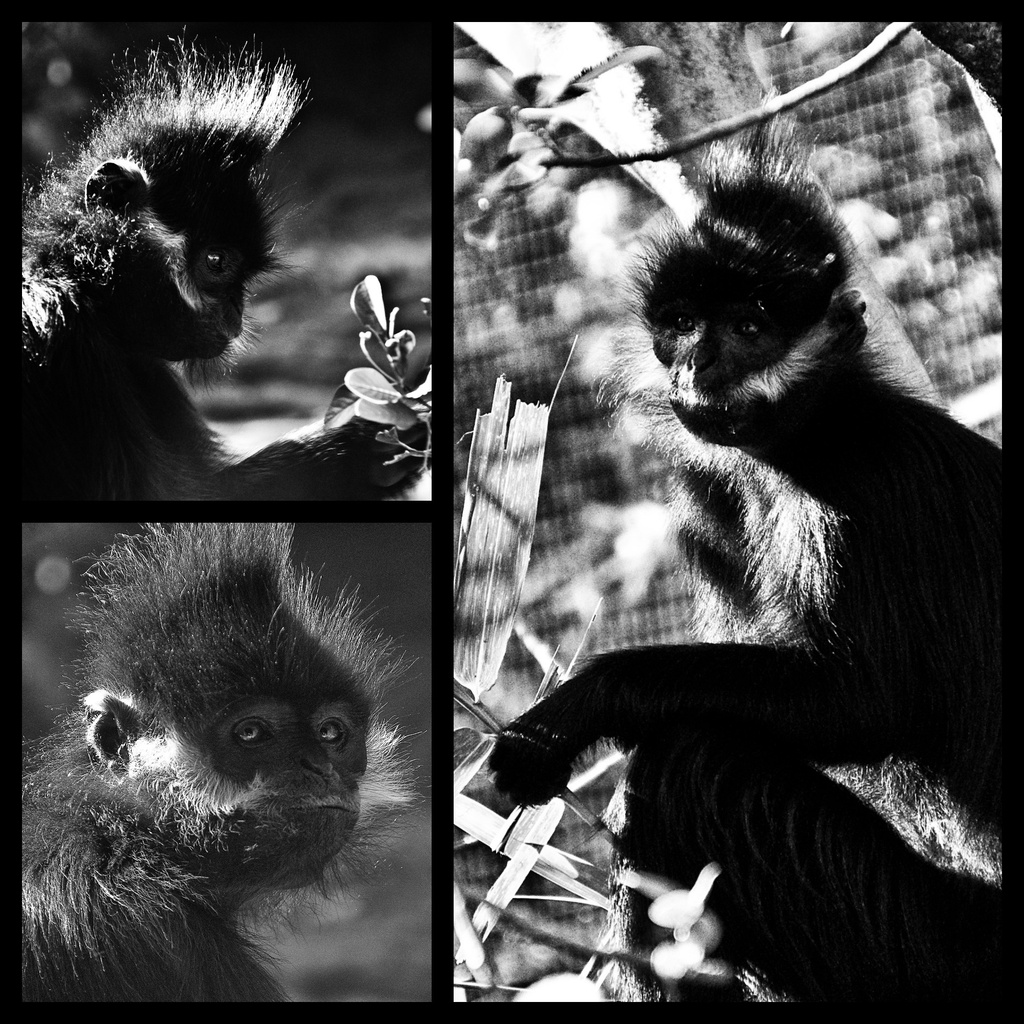 Francois Leaf Monkey by annied