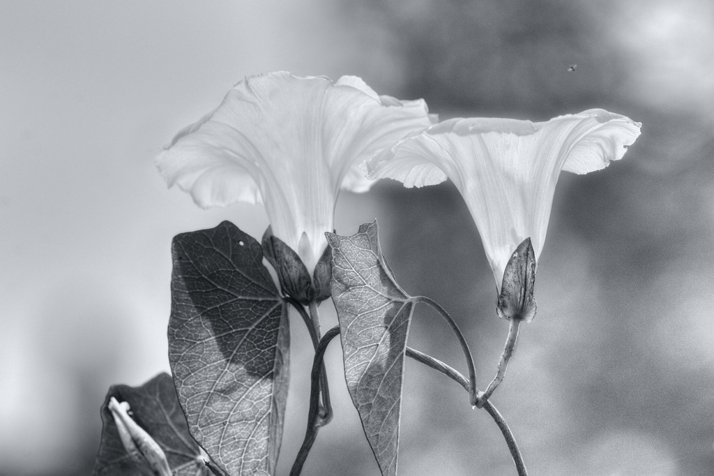White Flower. by gamelee