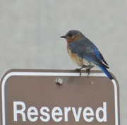 26th Jul 2014 - Eastern Bluebird (female)