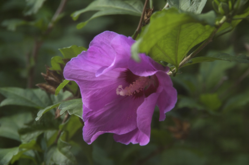Rose of Sharon 2014 screen by houser934