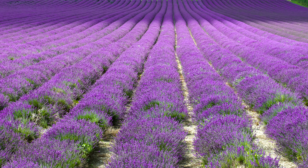Lavender 2014 by peadar