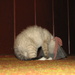 Sad Kitten is Sad by cheriseinsocal