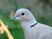 26th Jul 2014 - Collard Dove