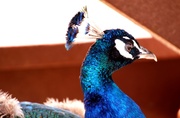 22nd Jul 2014 - Peacock