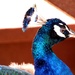 Peacock by bizziebeeme